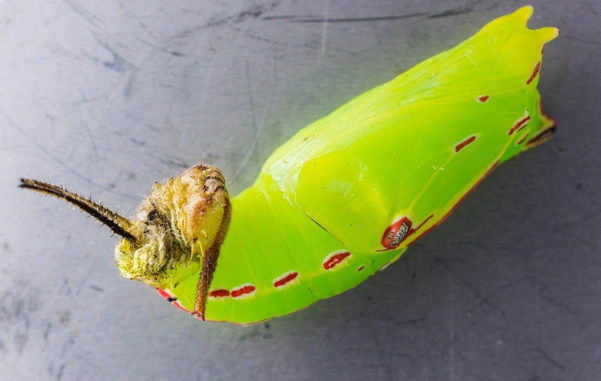 Бабочка Урания гусеница