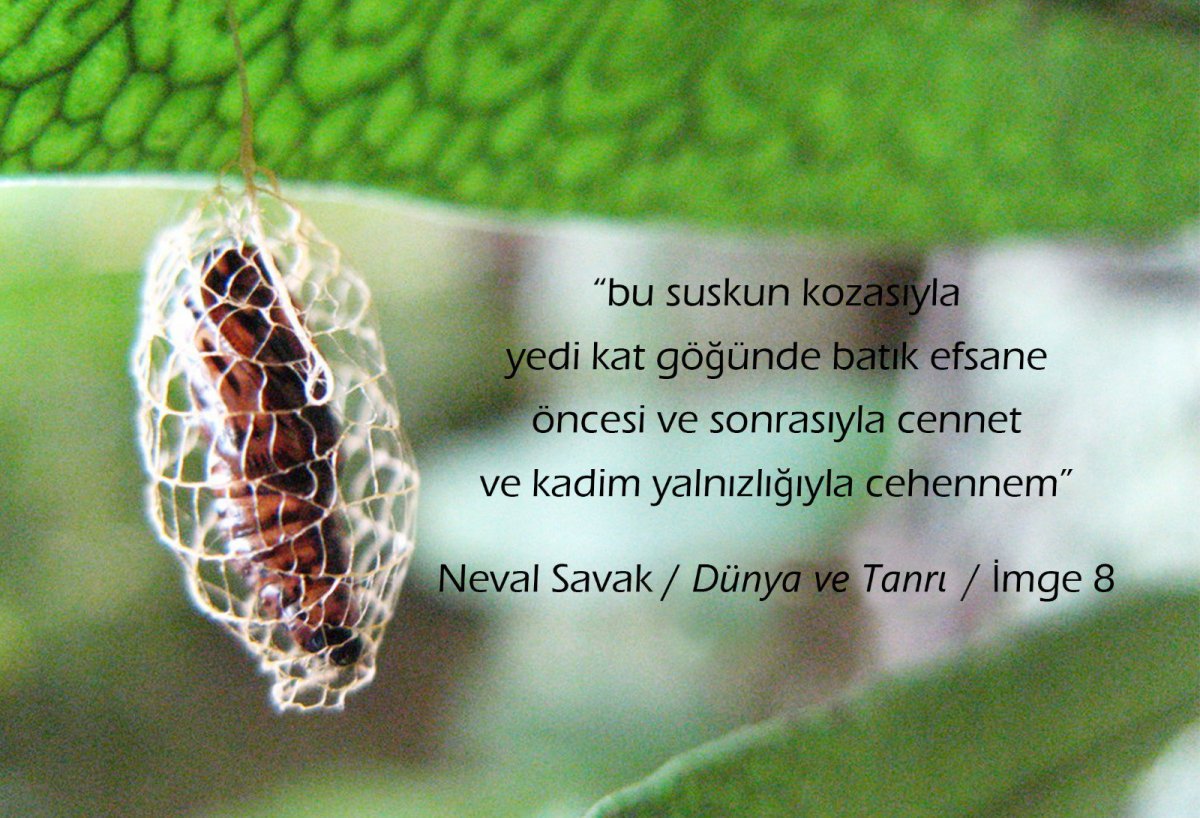 Кокон Urodidae мотылек