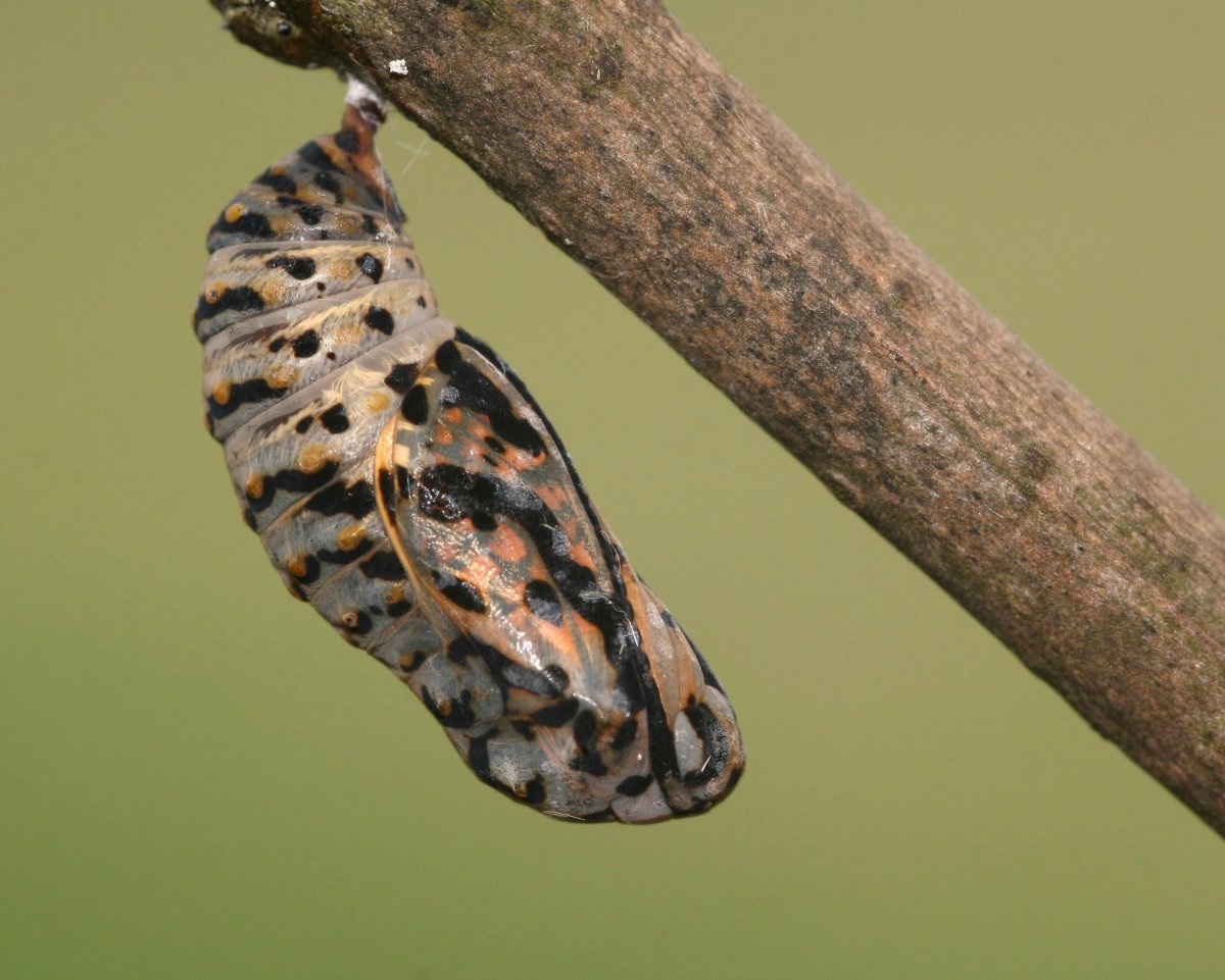 Вертячки куколка кокон