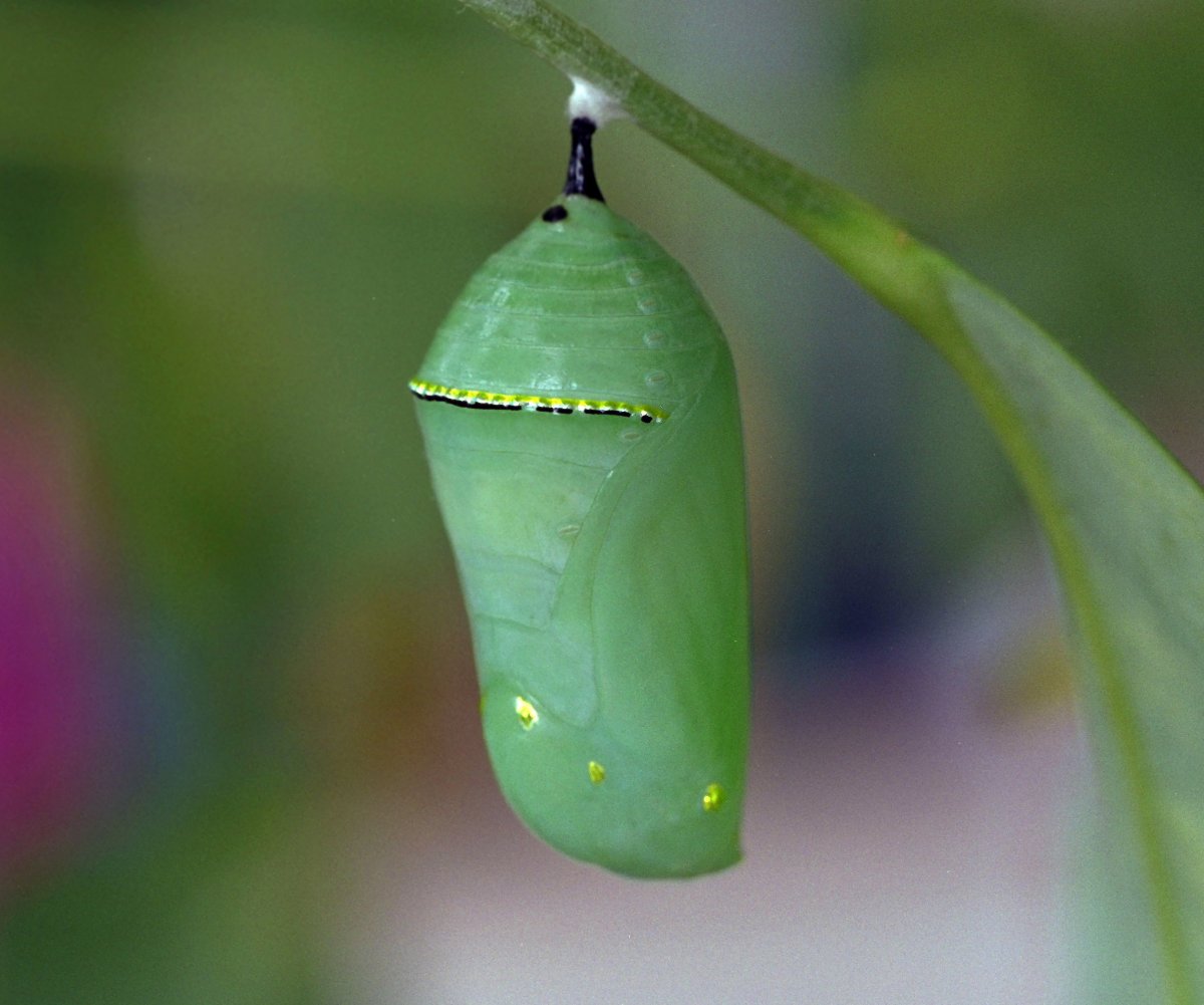 Кокон куколка бабочка