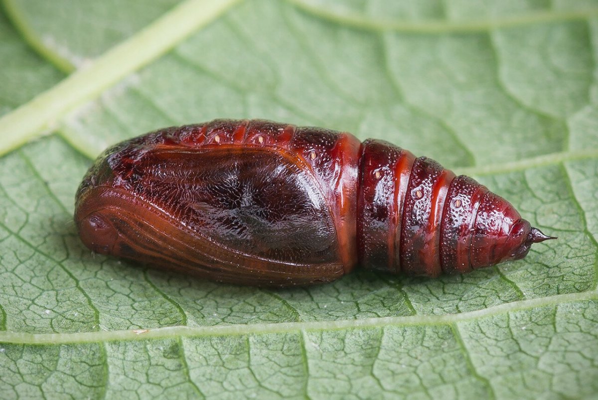 Куколка Insecta