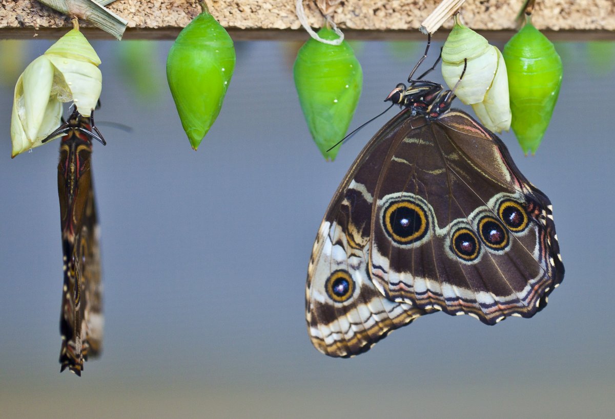 Гусеница бабочки Данаида Монарх
