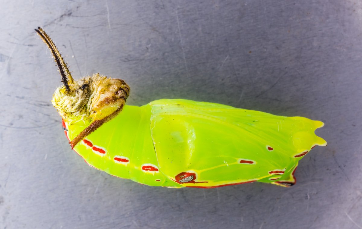 Гусеница и куколка капустницы