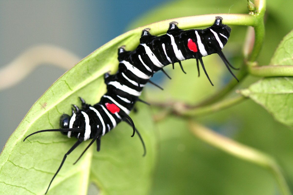 Личинка Божьей коровки