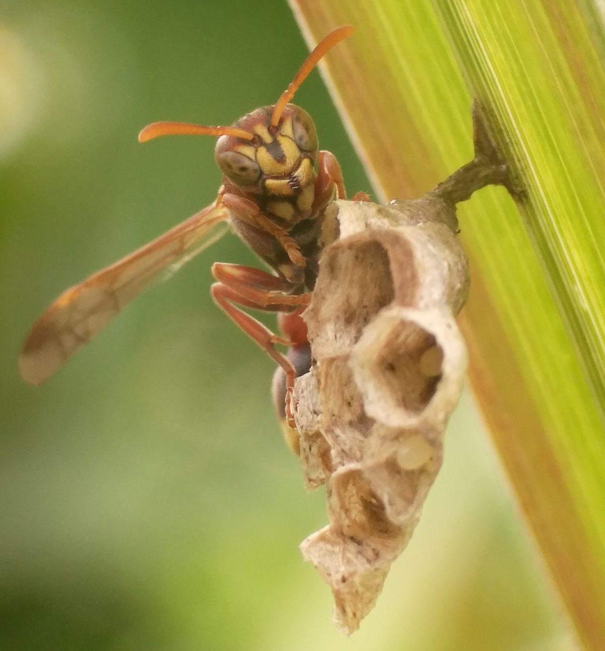 Цикада окуклилась
