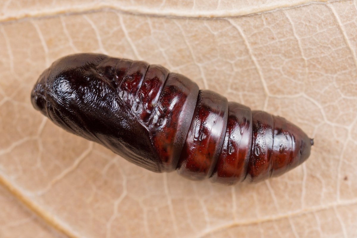 Гусеница Катерпиллер бабочка