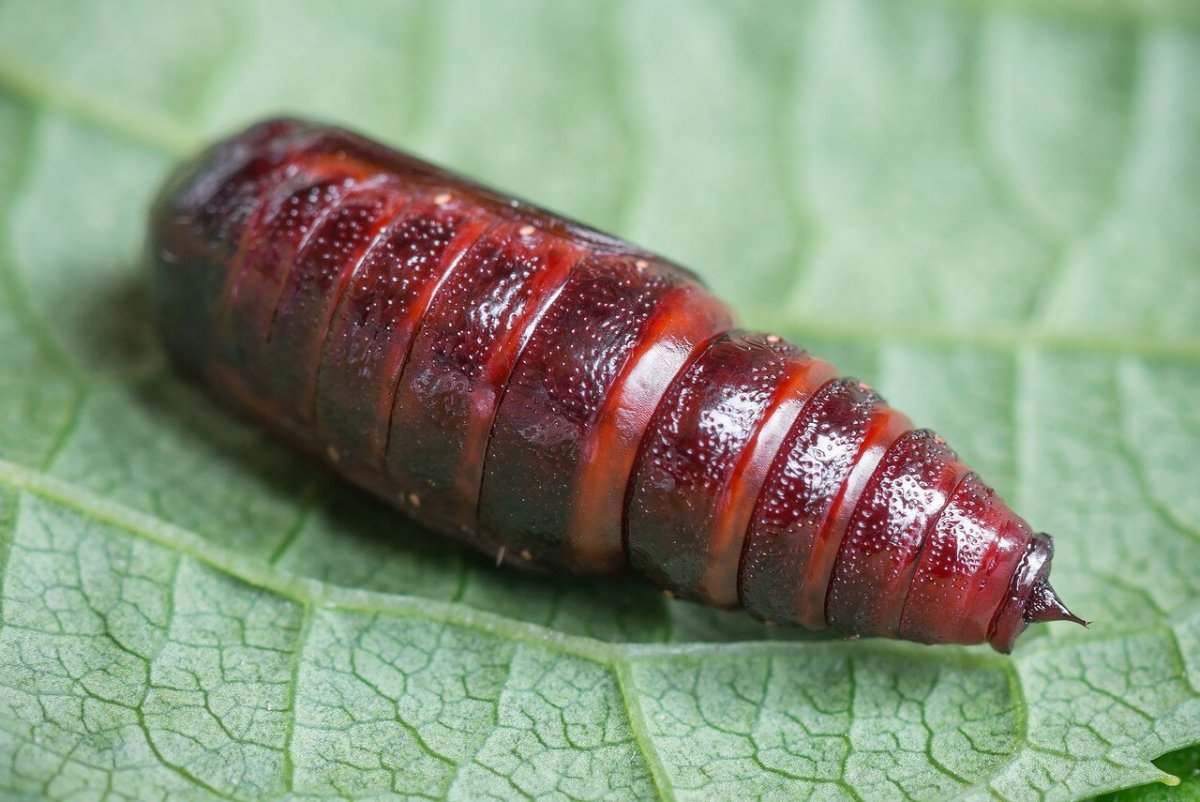 Гусеница бабочки Данаида Монарх