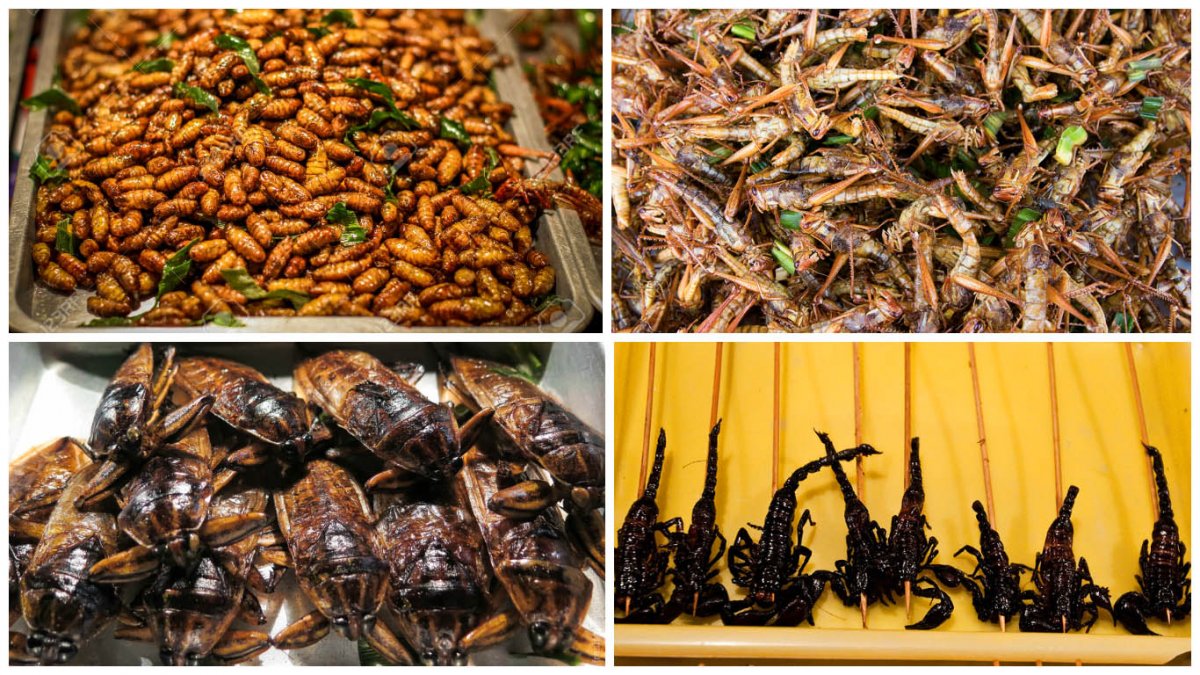 Еда из насекомых