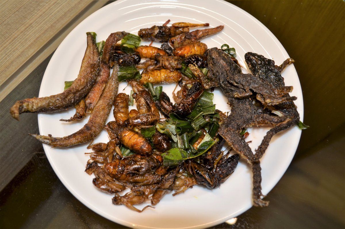 Жареные мадагаскарские тараканы