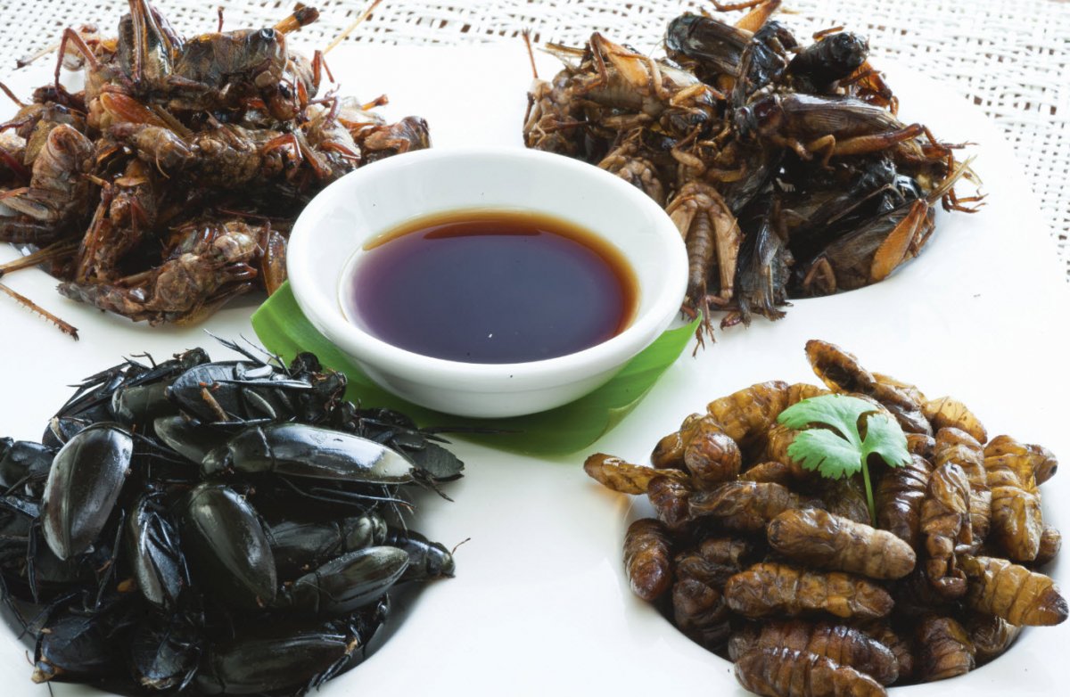 Съедобные насекомые