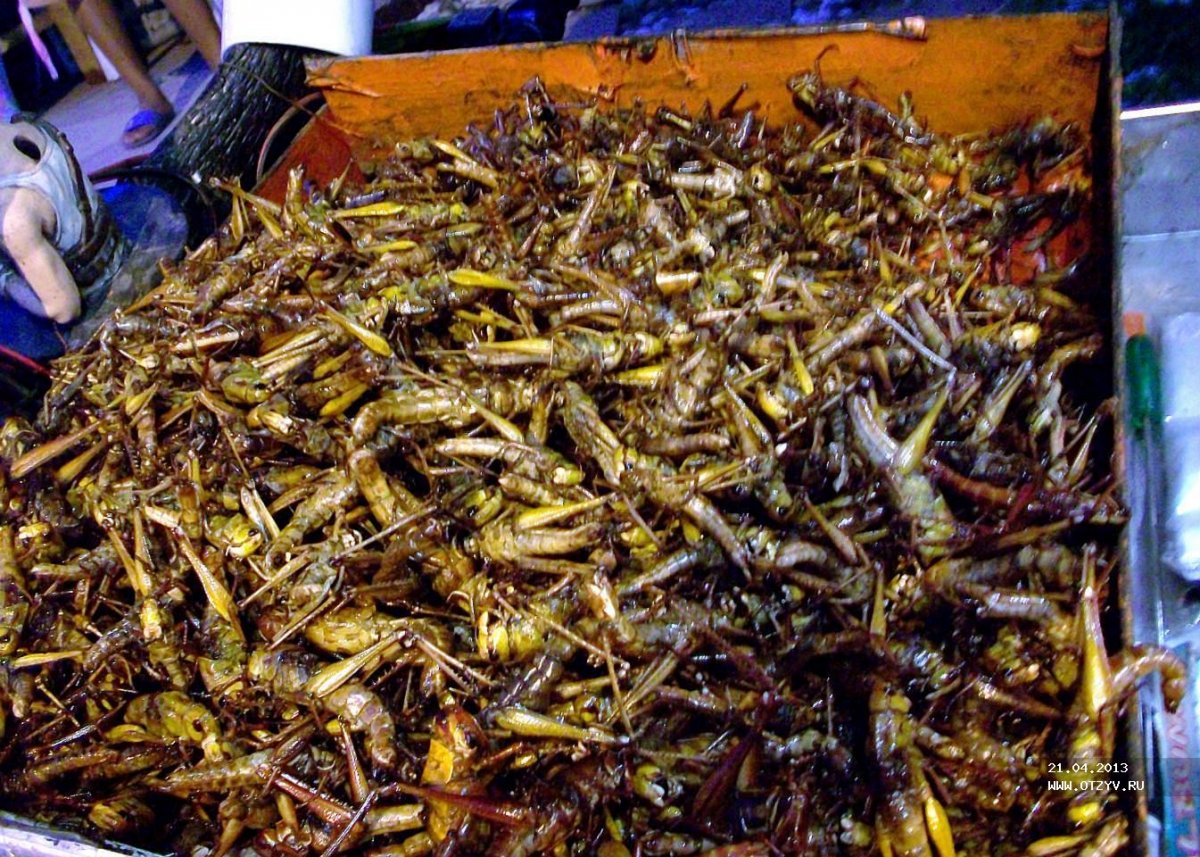 Съедобные сверчки