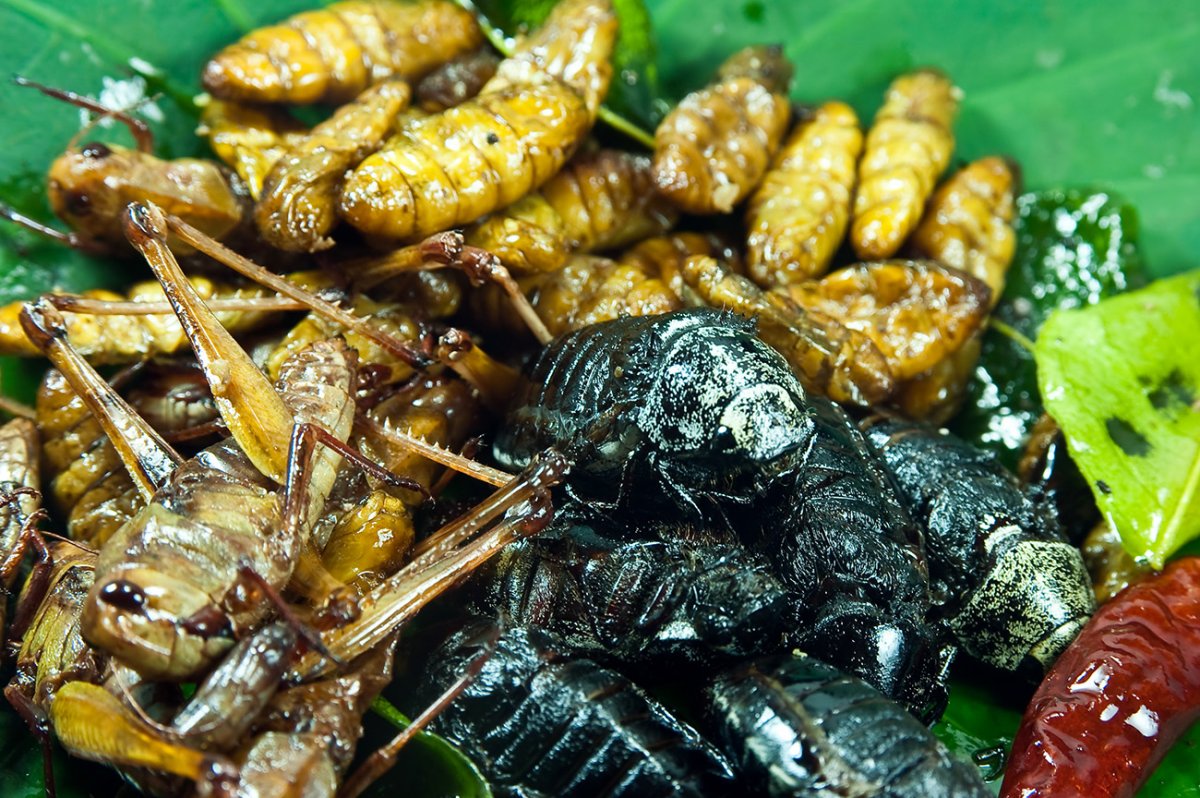 Таиландские тараканы