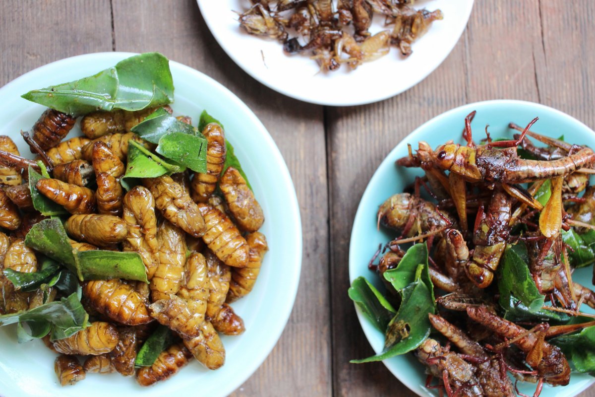 Шашлык из насекомых