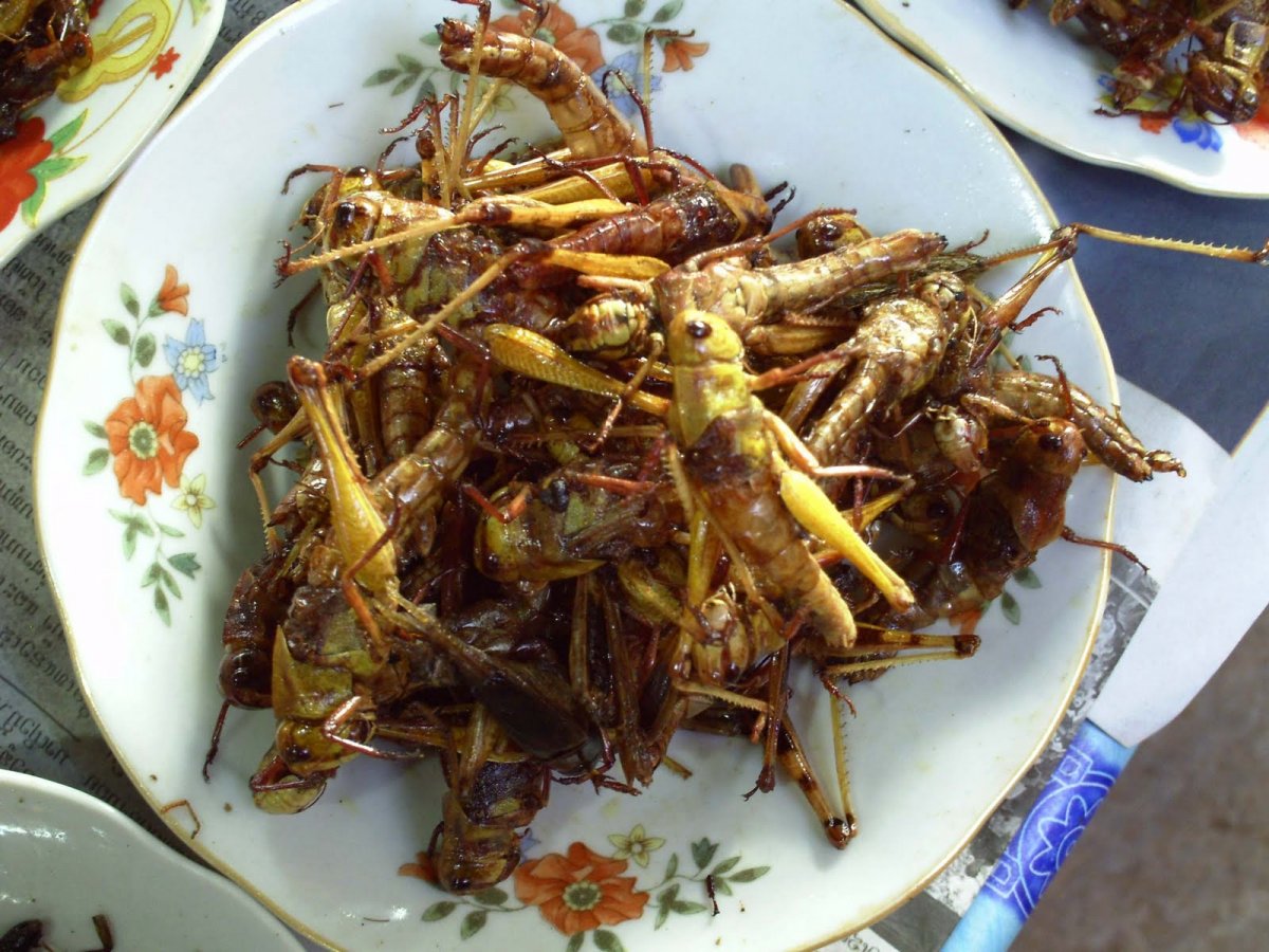 Жареные мадагаскарские тараканы