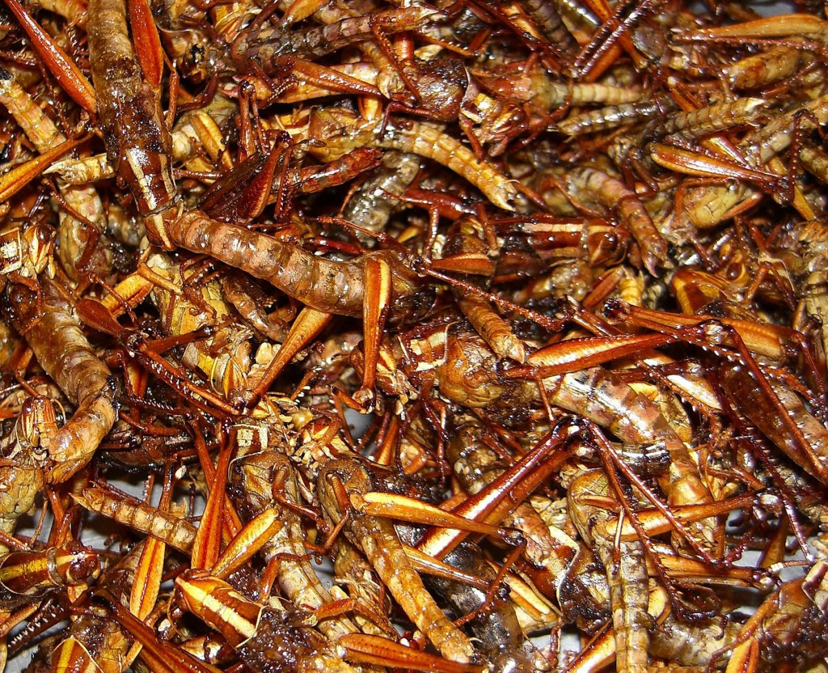 Жареные мадагаскарские тараканы