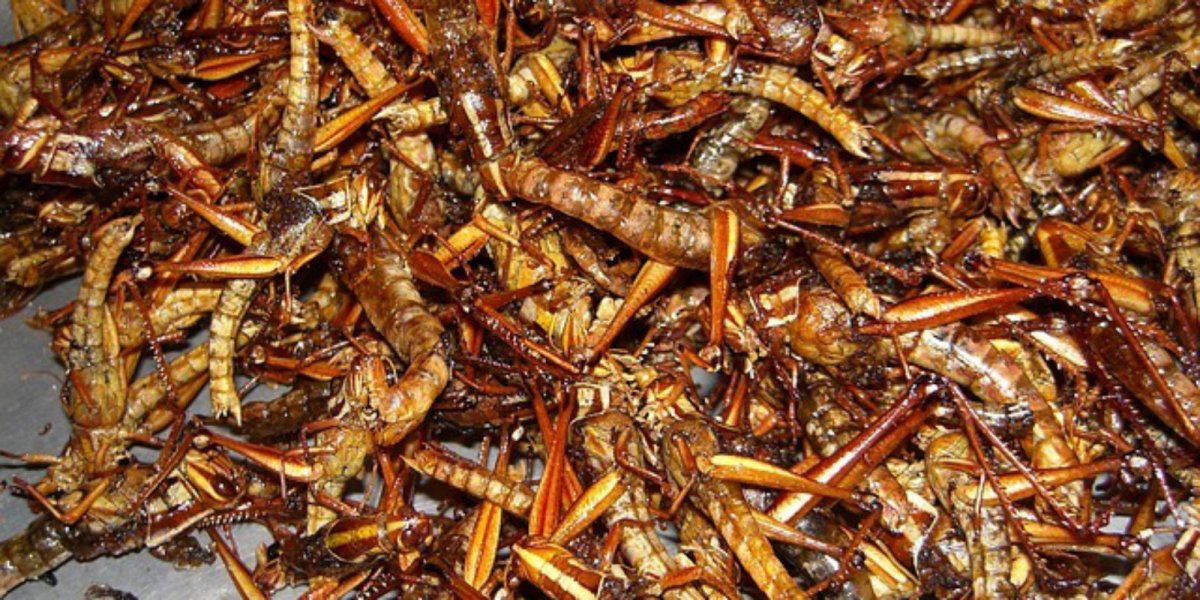 Жареные Кузнечики