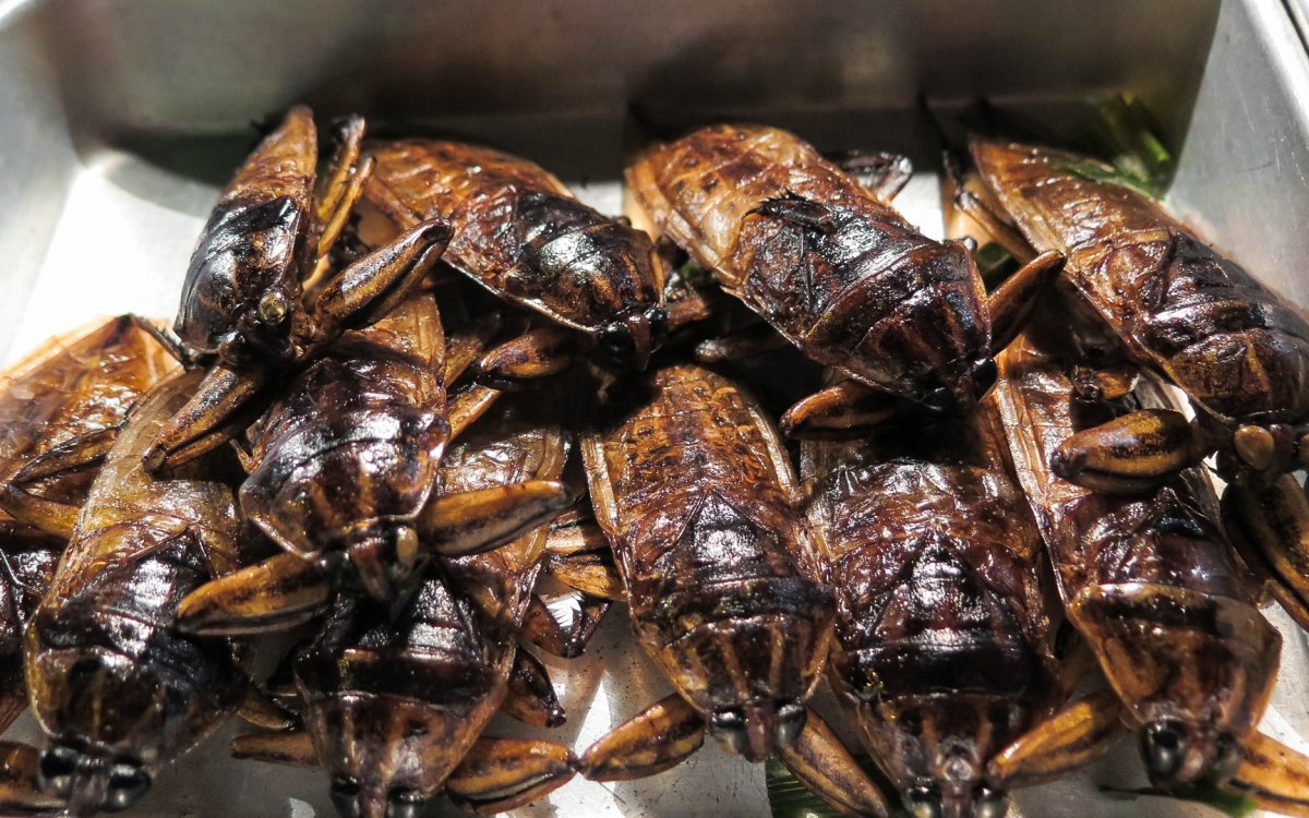 Съедобные тараканы