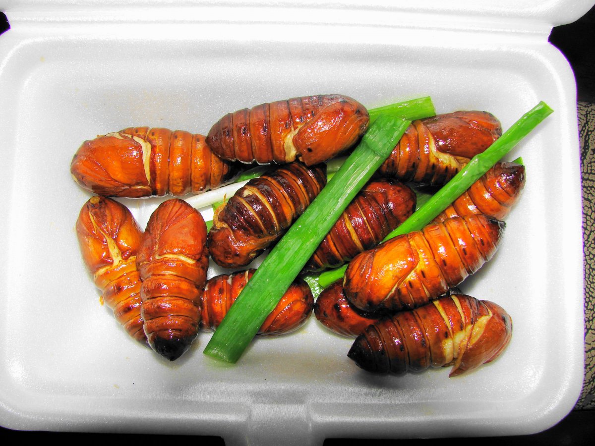 Цикада съедобная