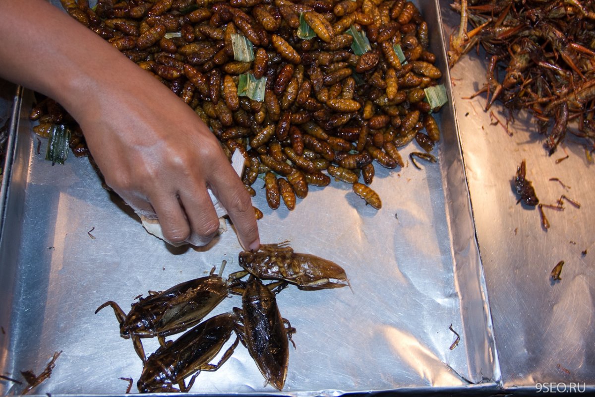 Тараканы на палочке