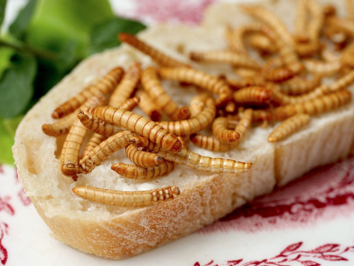 Блюда из насекомых