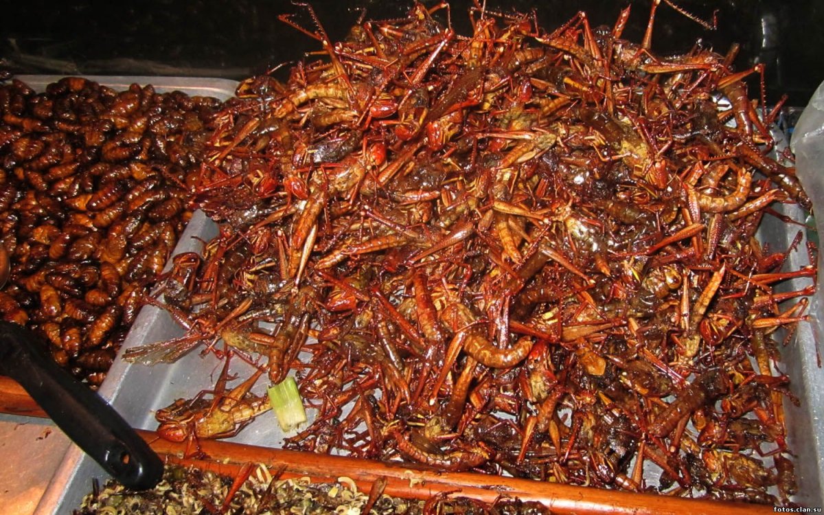 Еда из насекомых