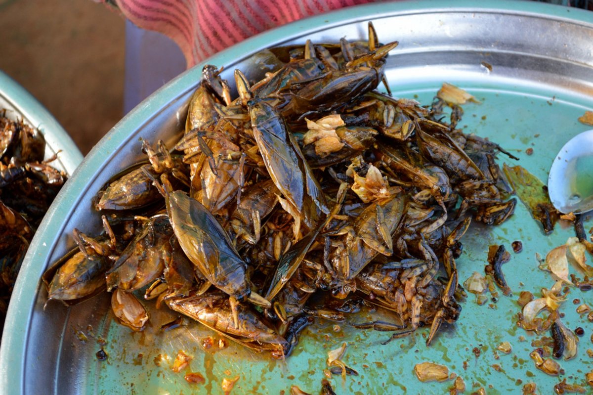 Китайские блюда из насекомых