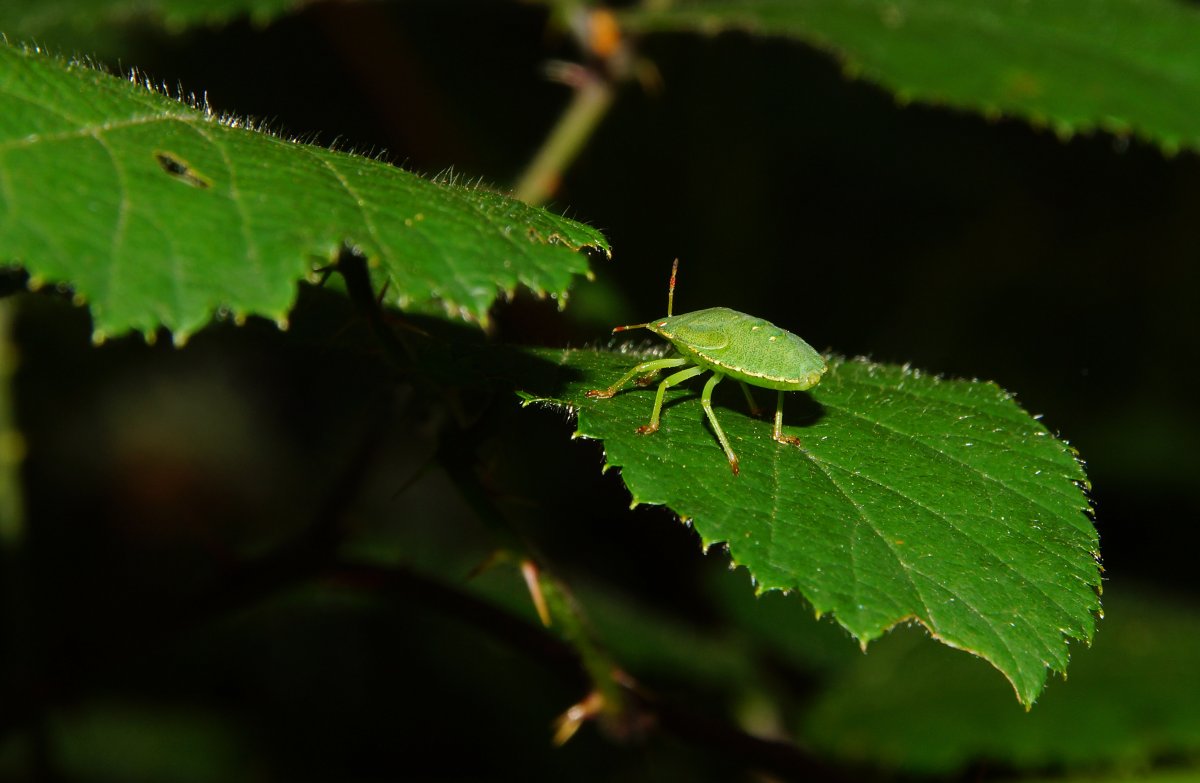 Зеленые жучки на деревьях