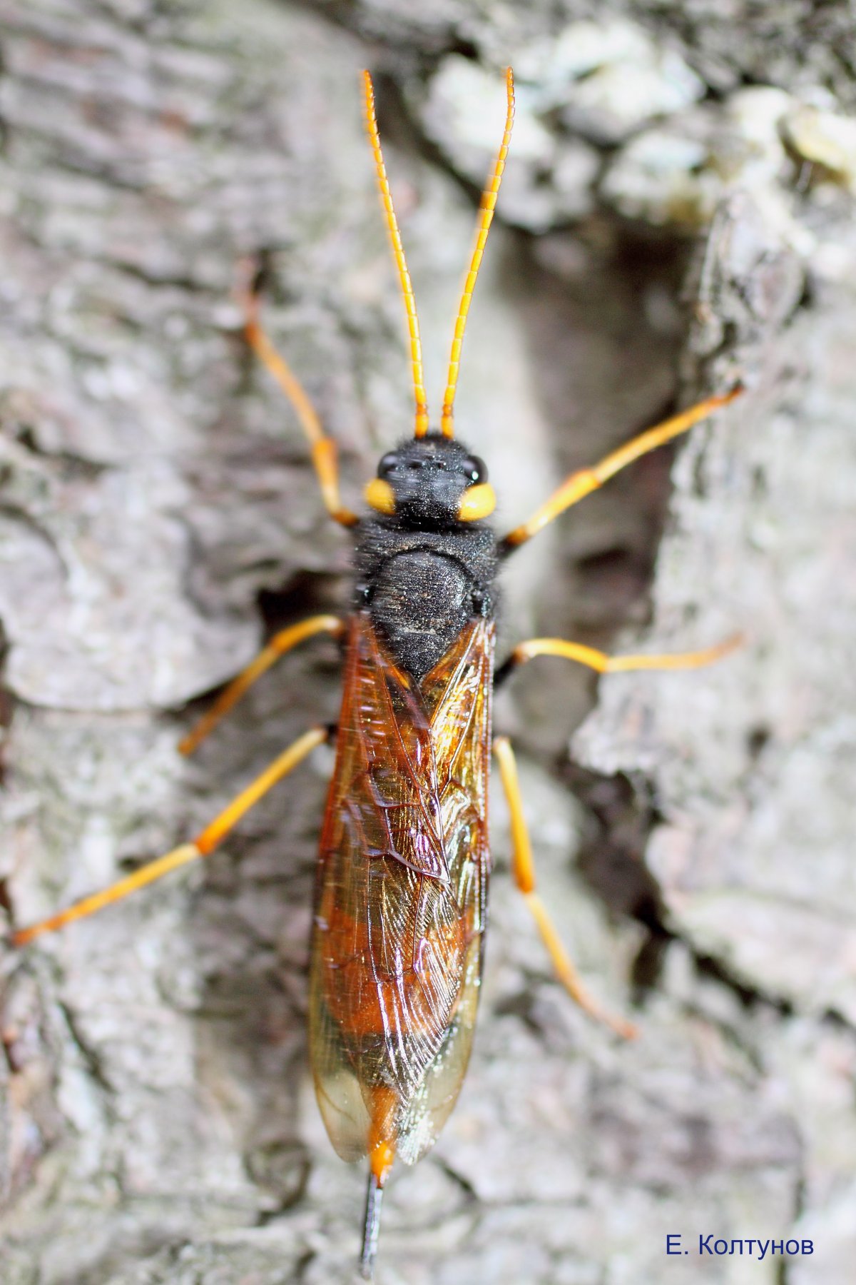 Рогохвост большой Urocerus Gigas