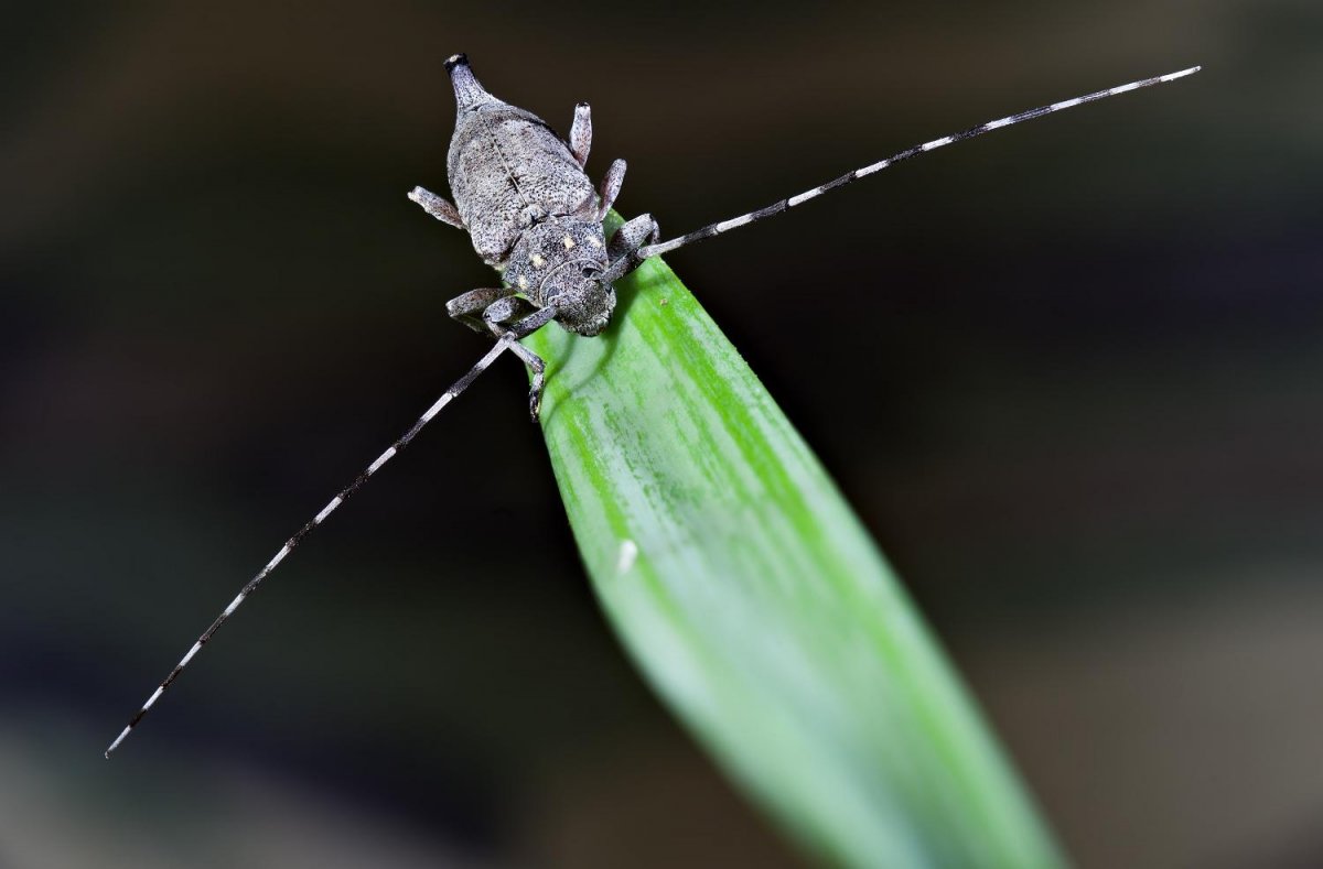 Длинноусый Жук зеленый