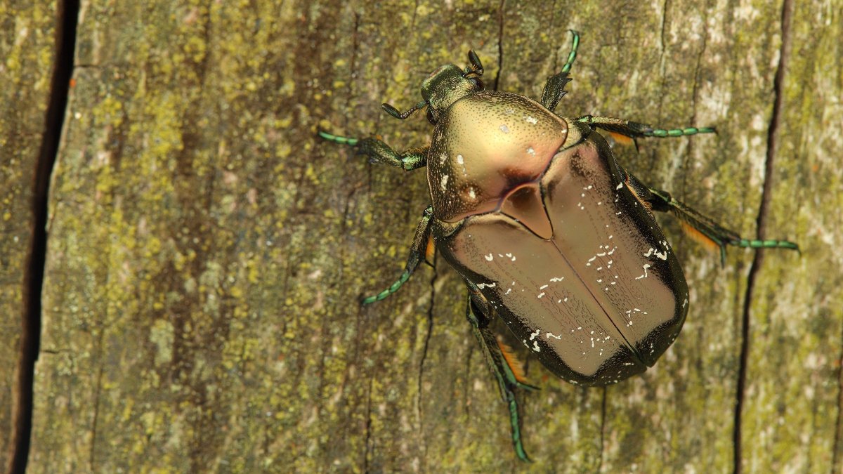 Жуки на деревьях