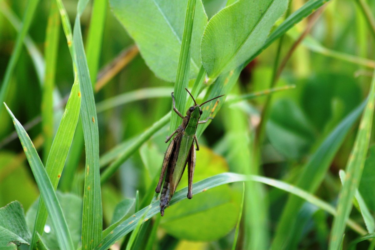 Насекомые обитающие в траве