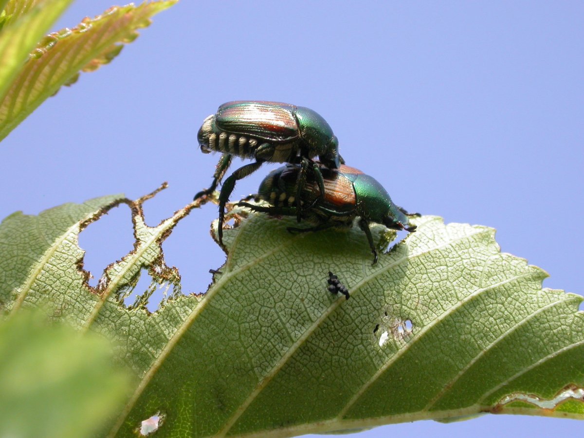 Насекомые леса Мордовии