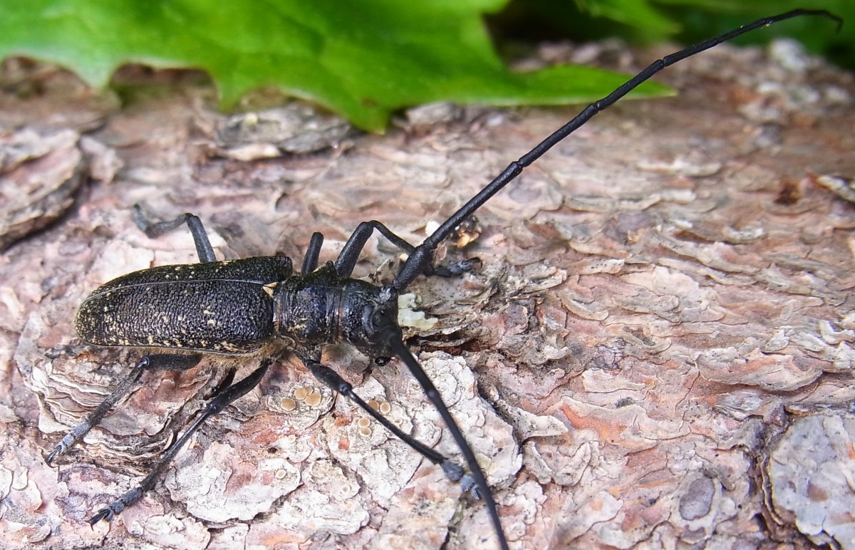 Жук Monochamus Sutor