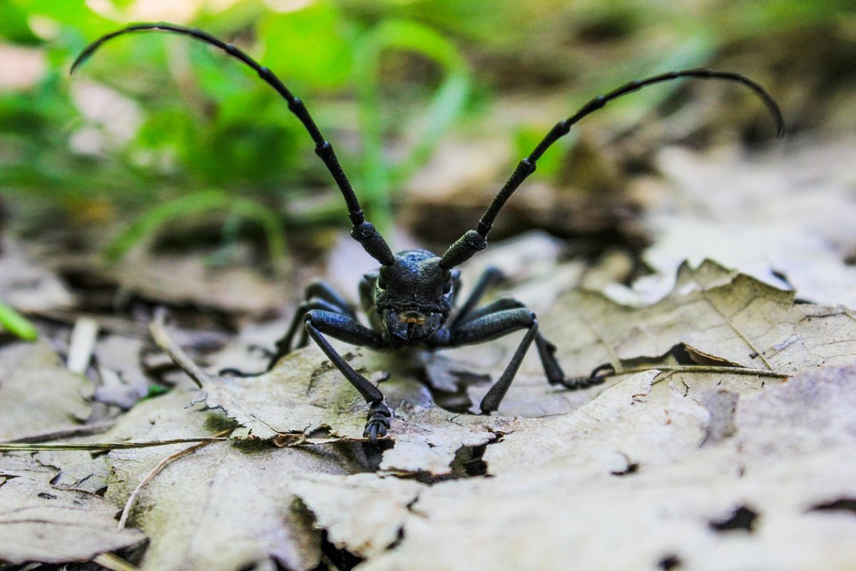 Беспозвоночные животные Московской области