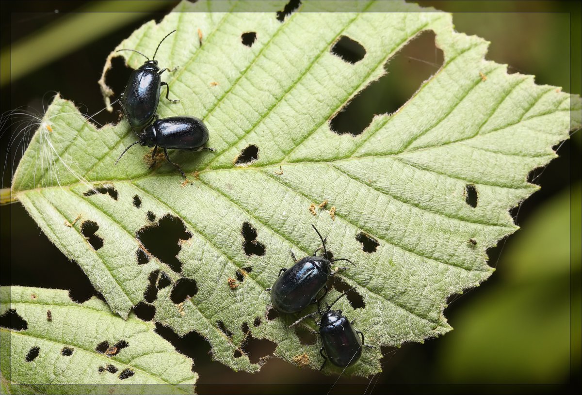 Жук Ольховый Листоед