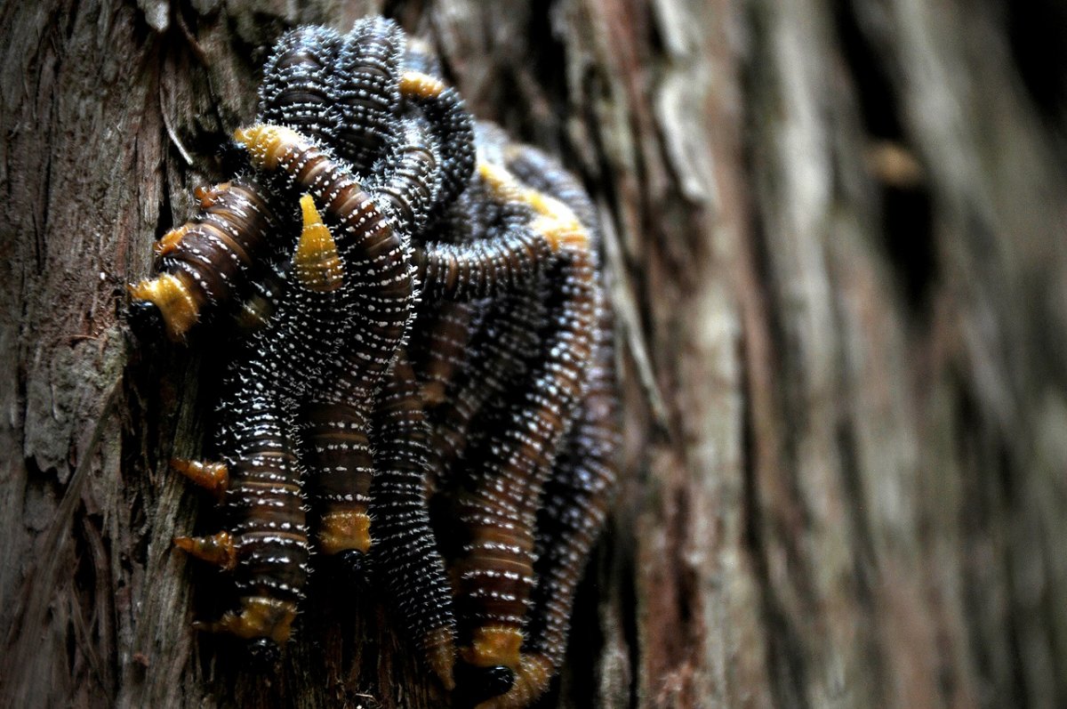 Насекомые на дереве