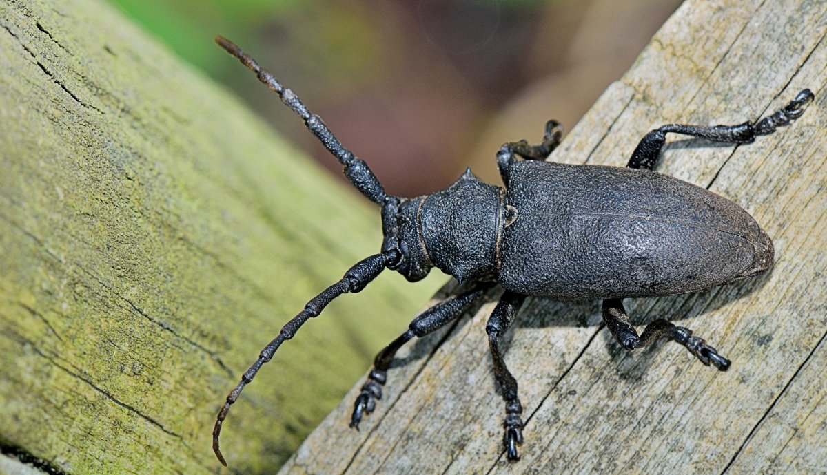 Листовидная жужелица