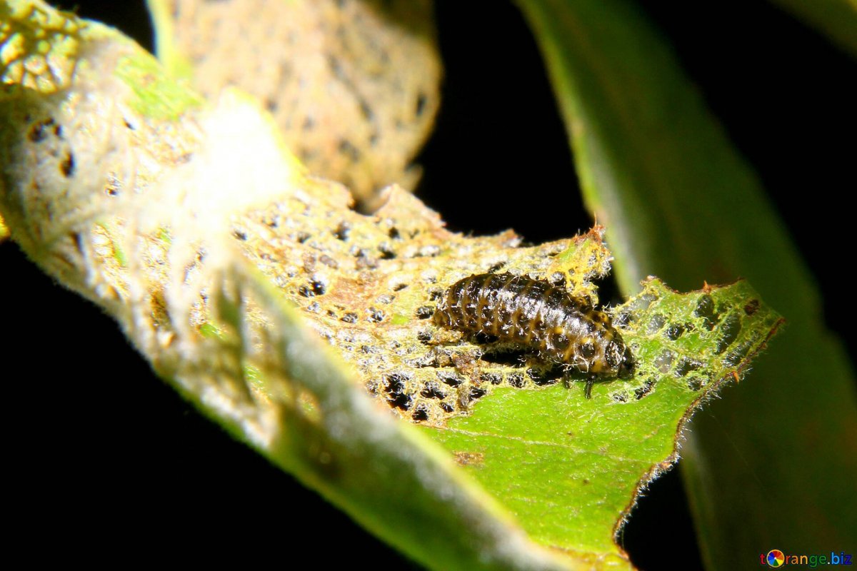 Насекомые вредители