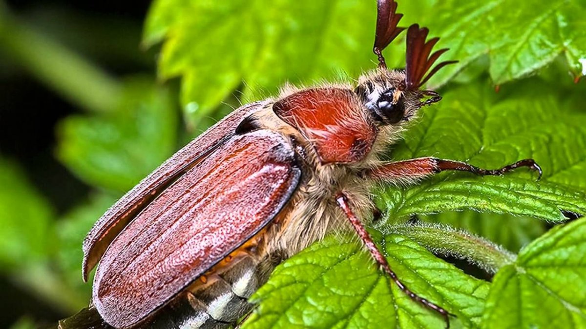 Майский Жук (хрущ Майский)