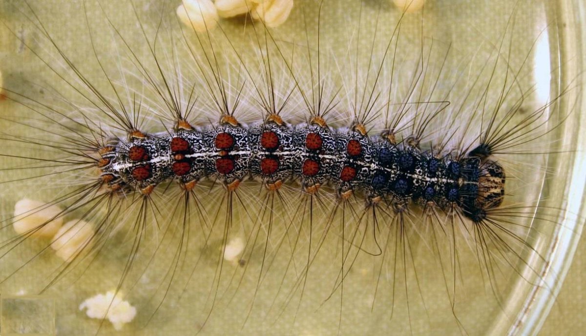Шелкопряд монашенка гусеница