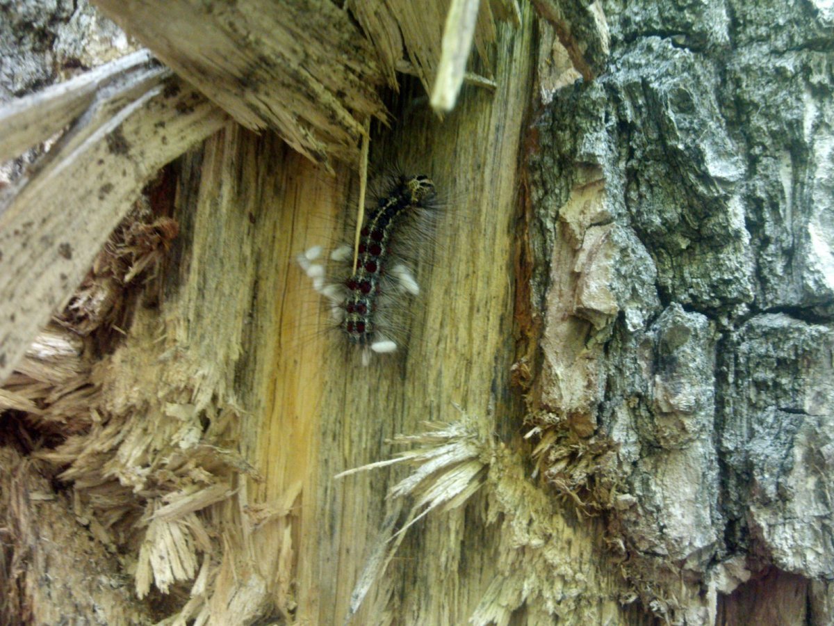 Короед шелкопряд