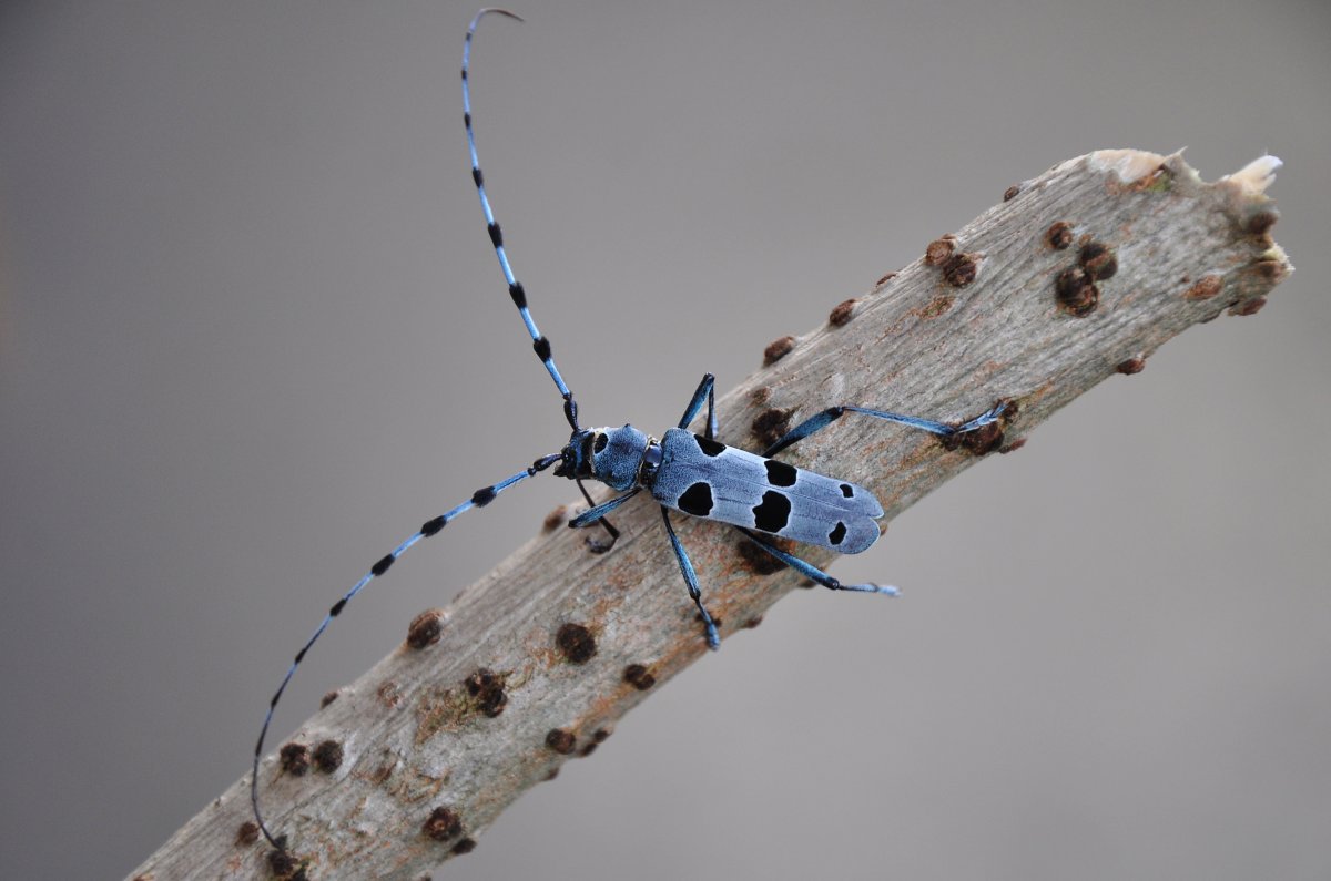 Жук усач Небесный