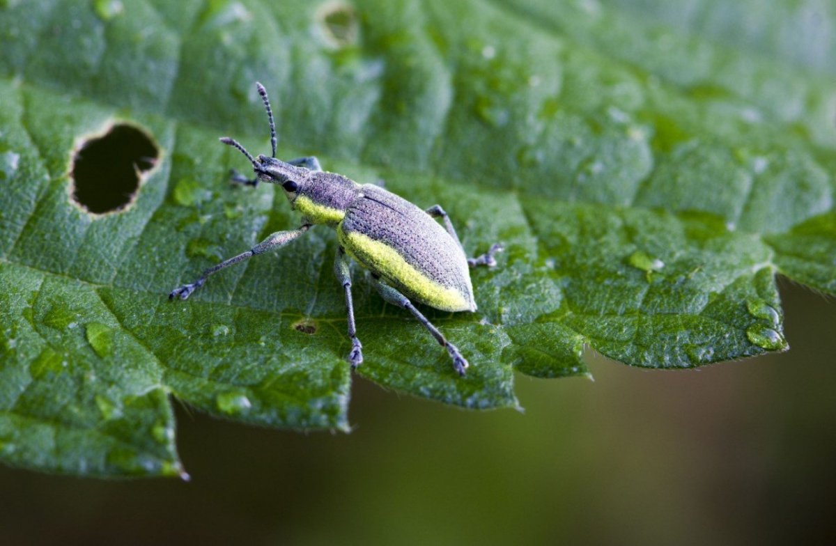 Имаго Долгоносиков