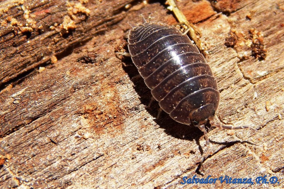 Мокрица Крымская