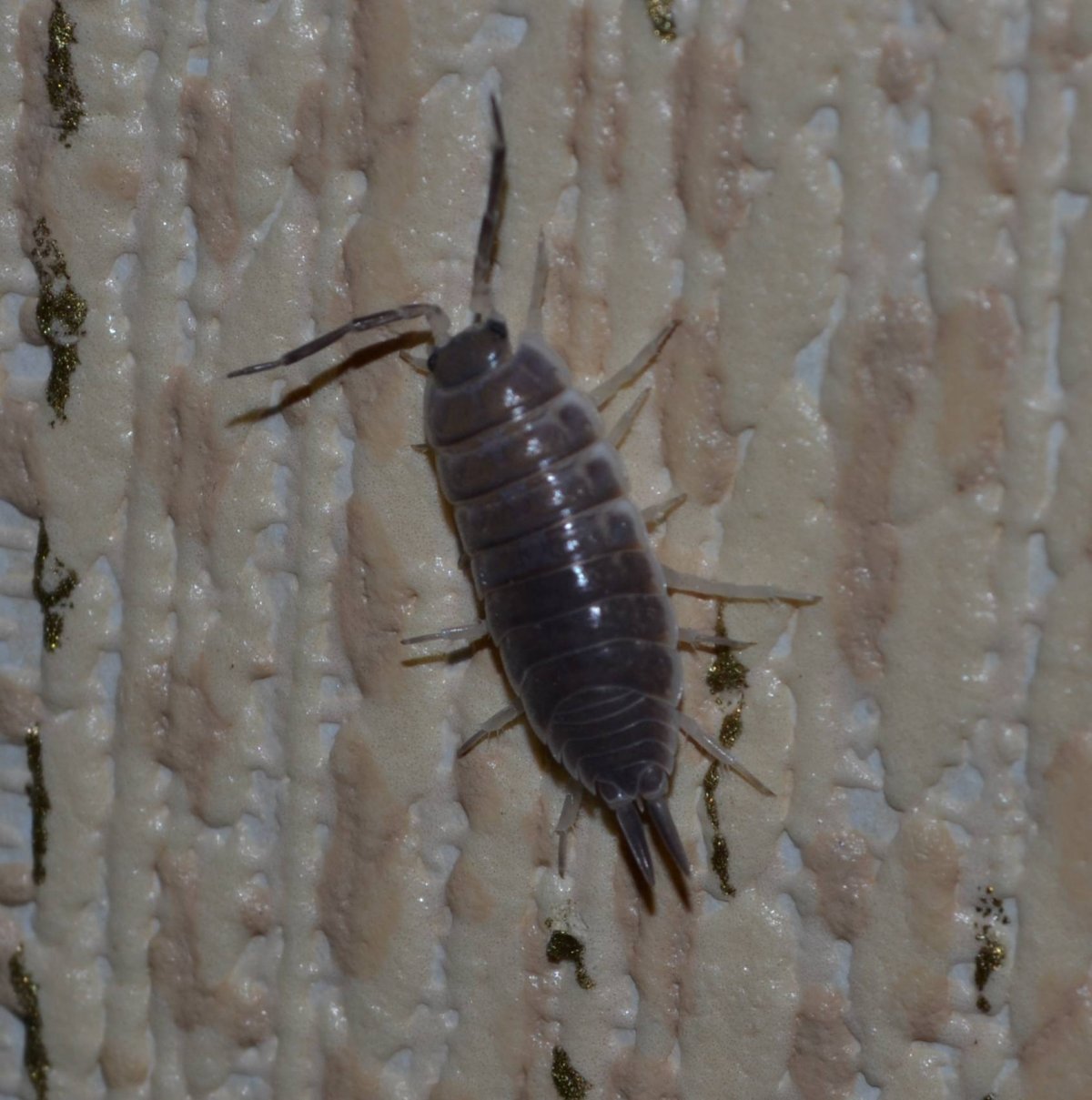 Мокрица альбинос