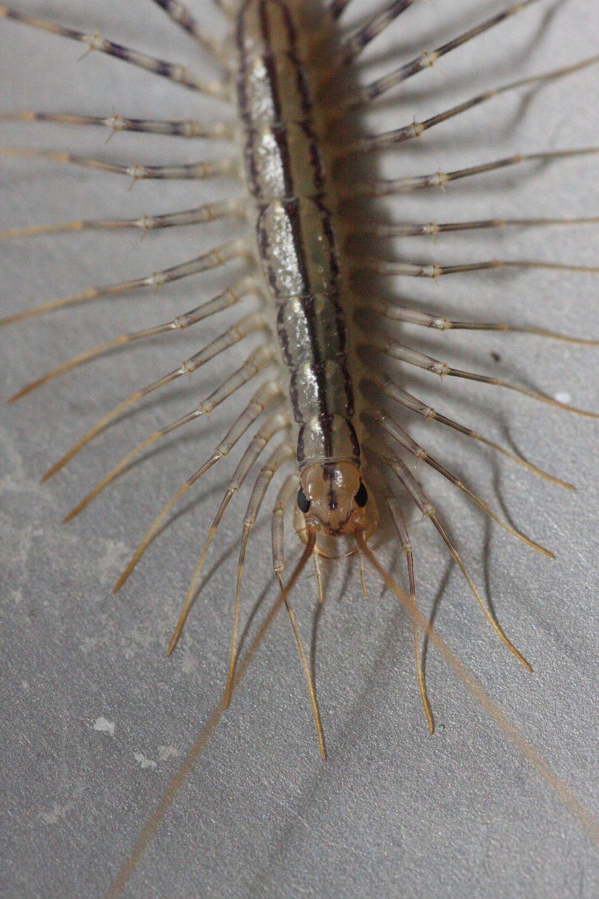 Сколопендра скутигера