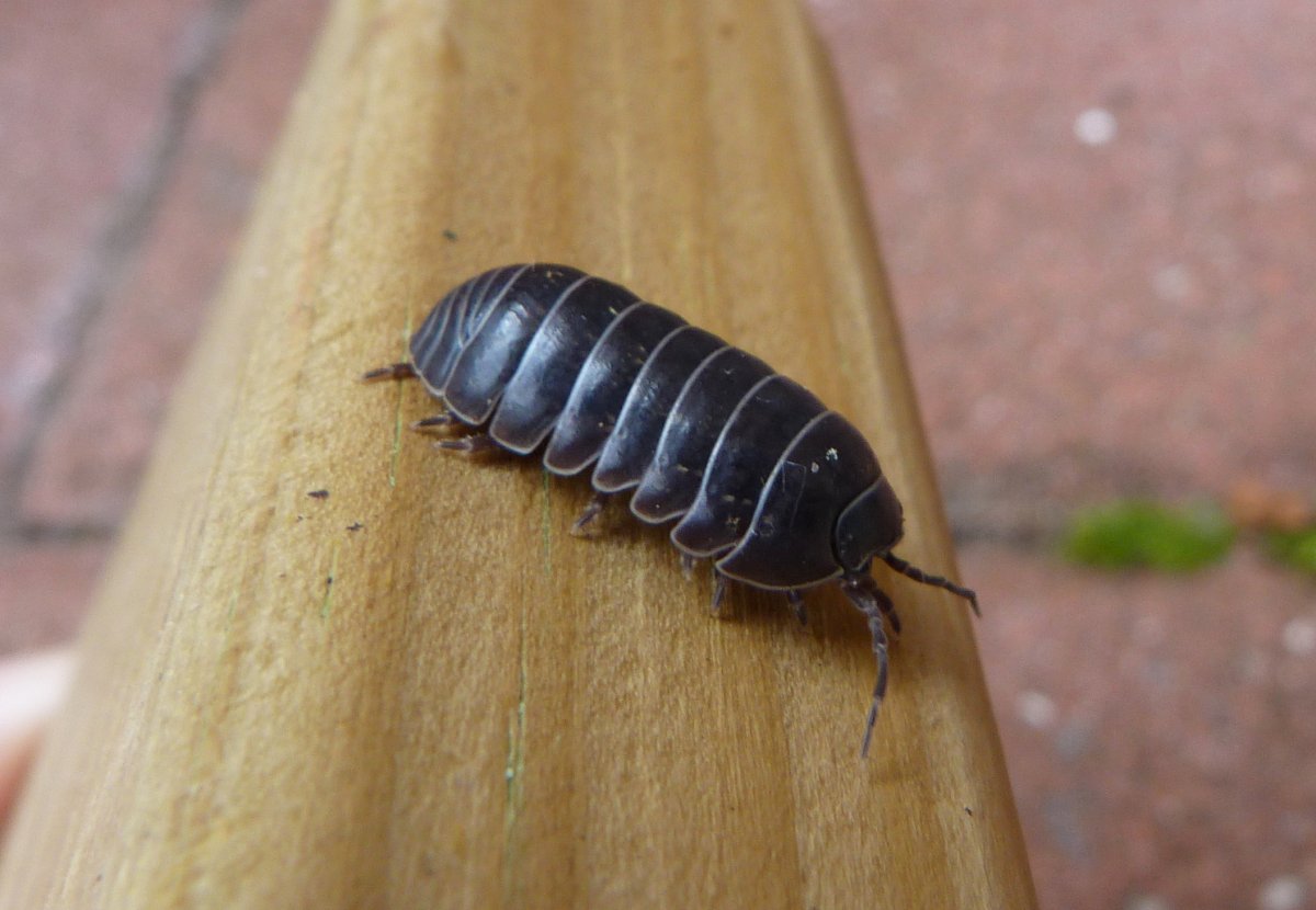 Гусеница мокрица