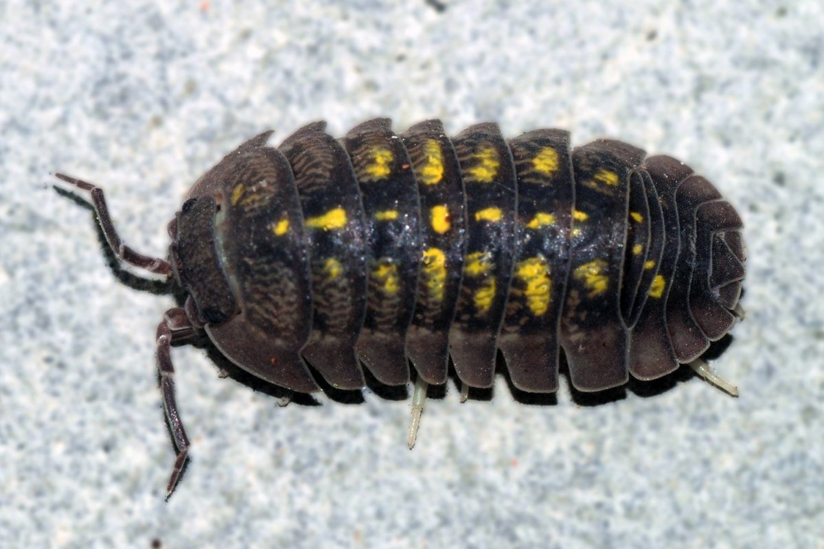 Мокриц (Oniscidea)