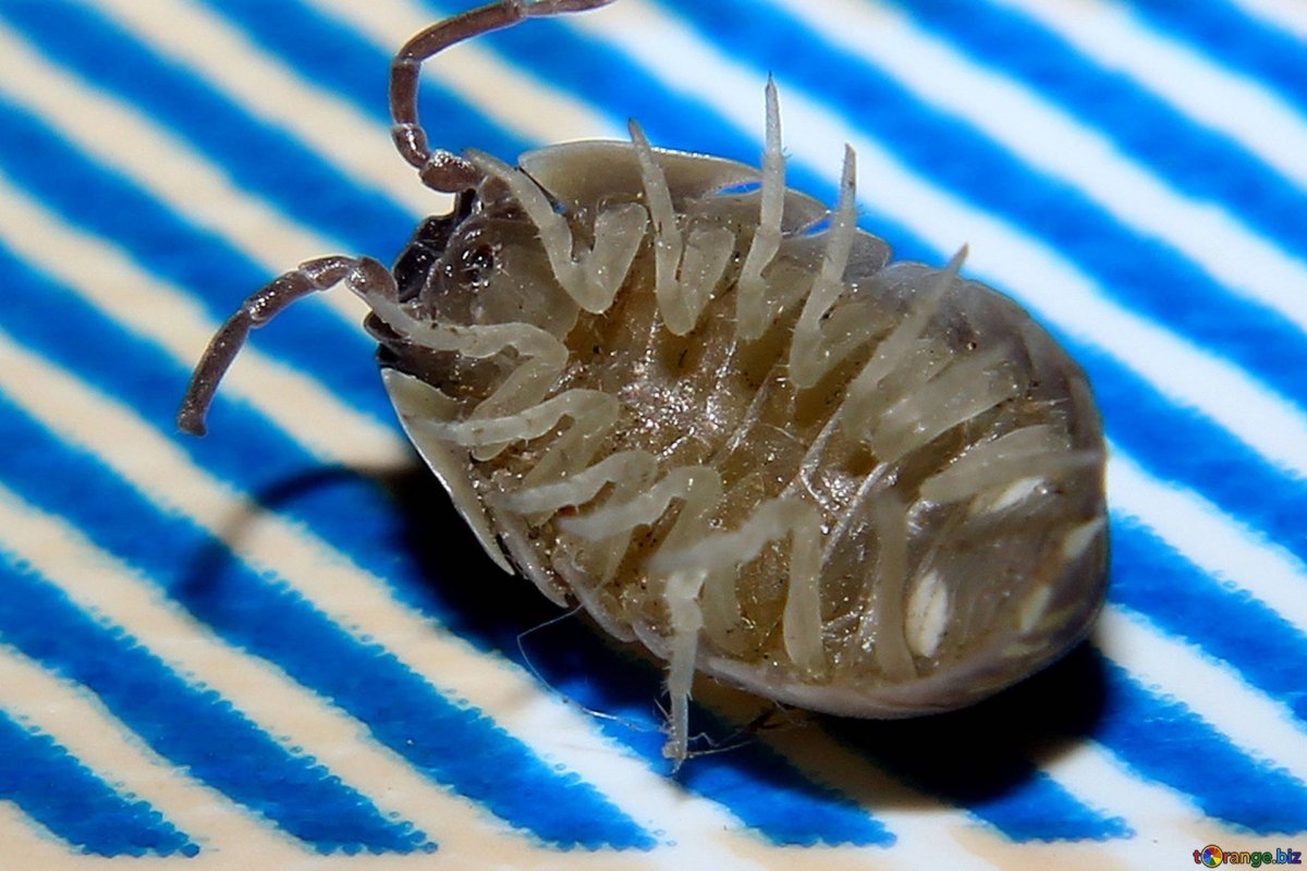 Мокрица Жук