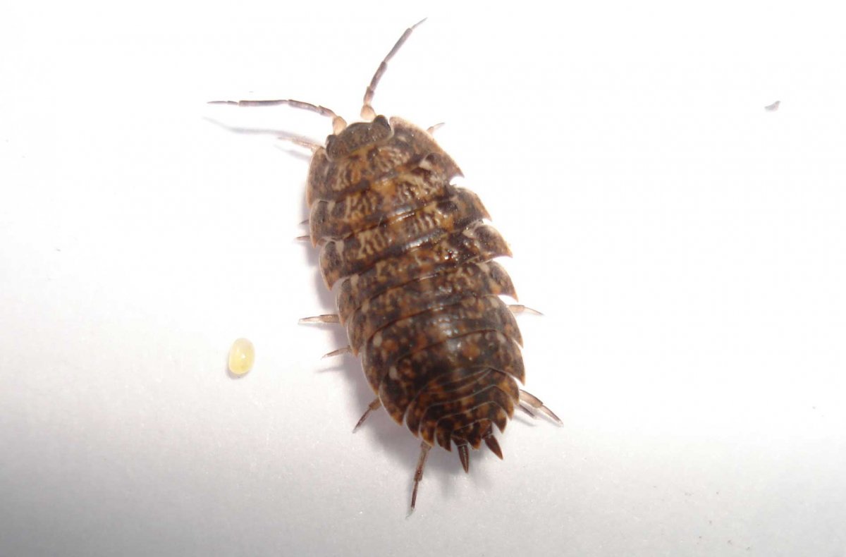 Таракан мокрица